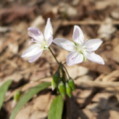 Carolina Spring Beauty, Claytonia Caroliniana